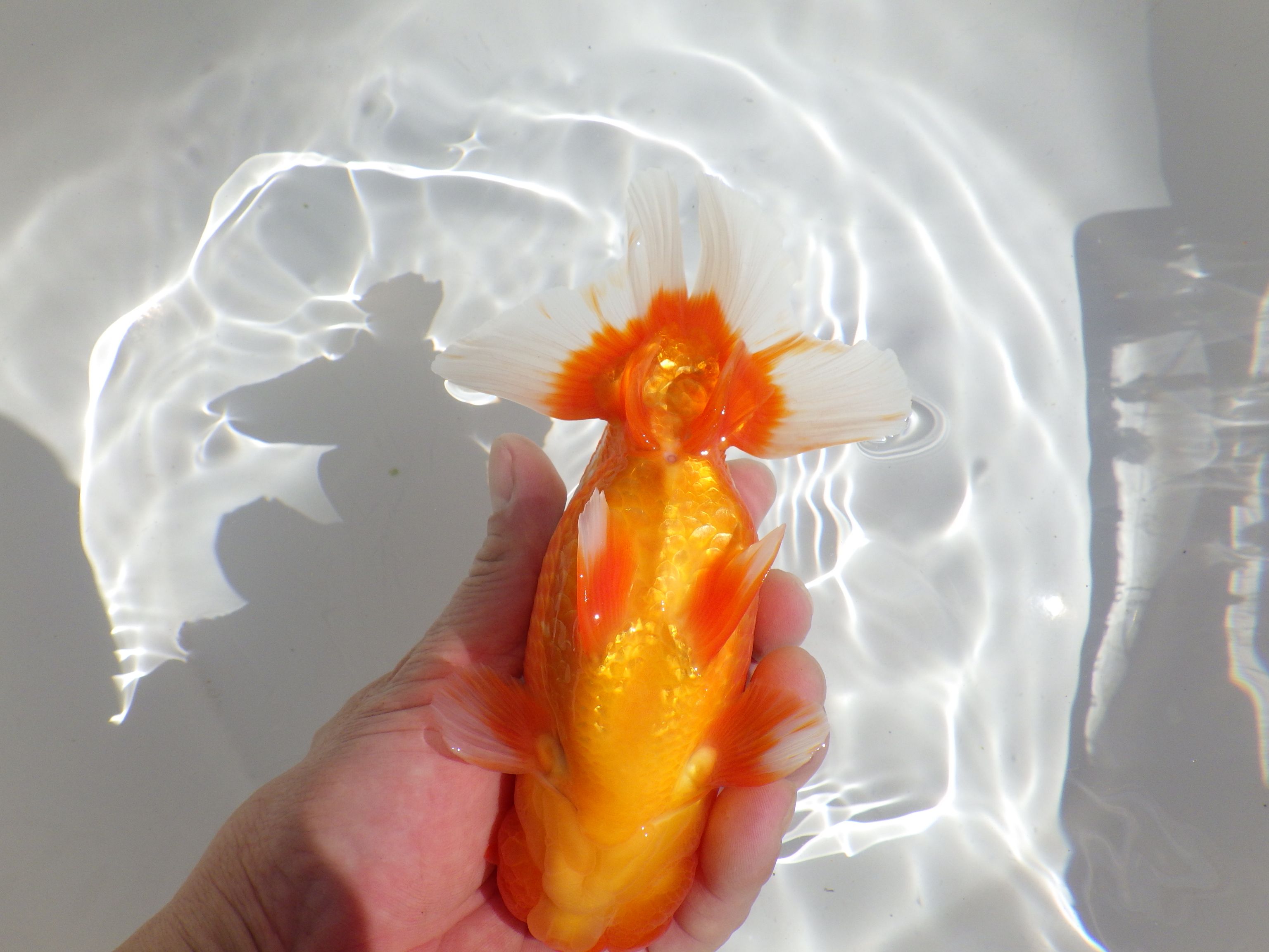 【岡山村上暢彦氏】すばらしい尾型、尾構え！明け二歳らんちゅう約15,5㎝ オス