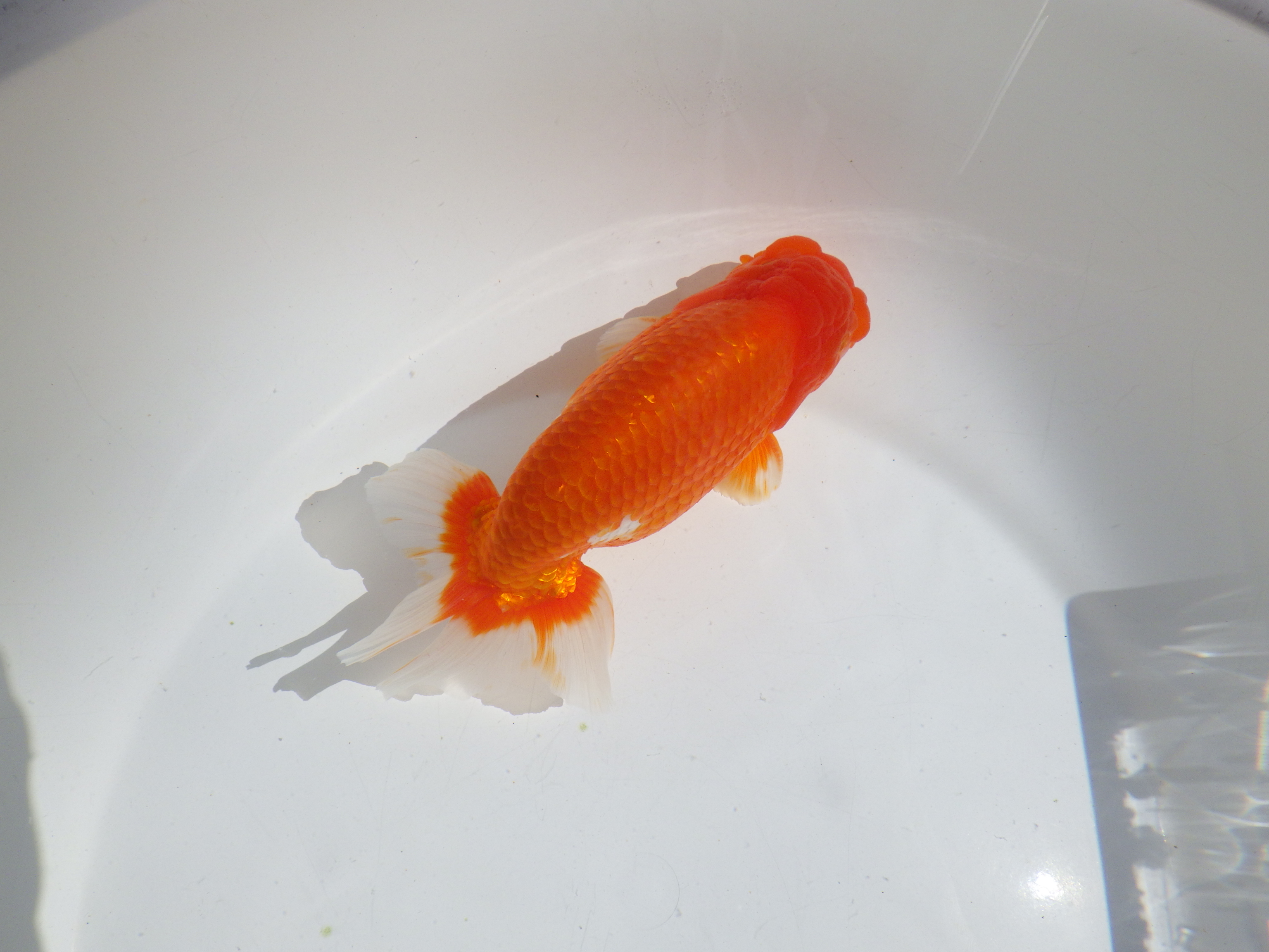 【岡山村上暢彦氏】すばらしい尾型、尾構え！明け二歳らんちゅう約15,5㎝ オス