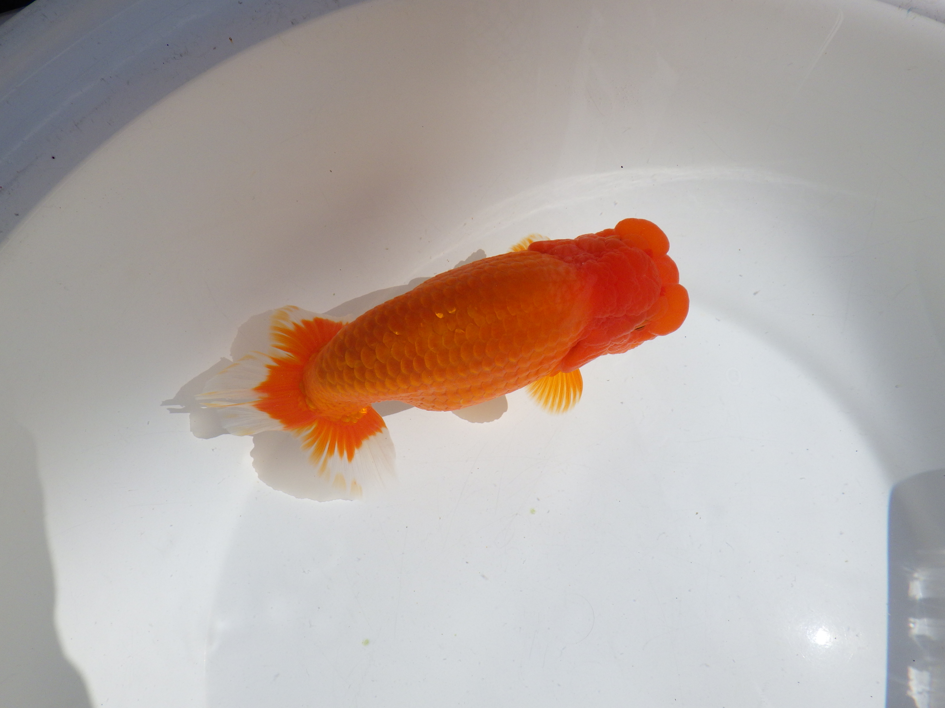 【岡山村上暢彦氏】雰囲気抜群！！明け二歳らんちゅう約17㎝ メス？