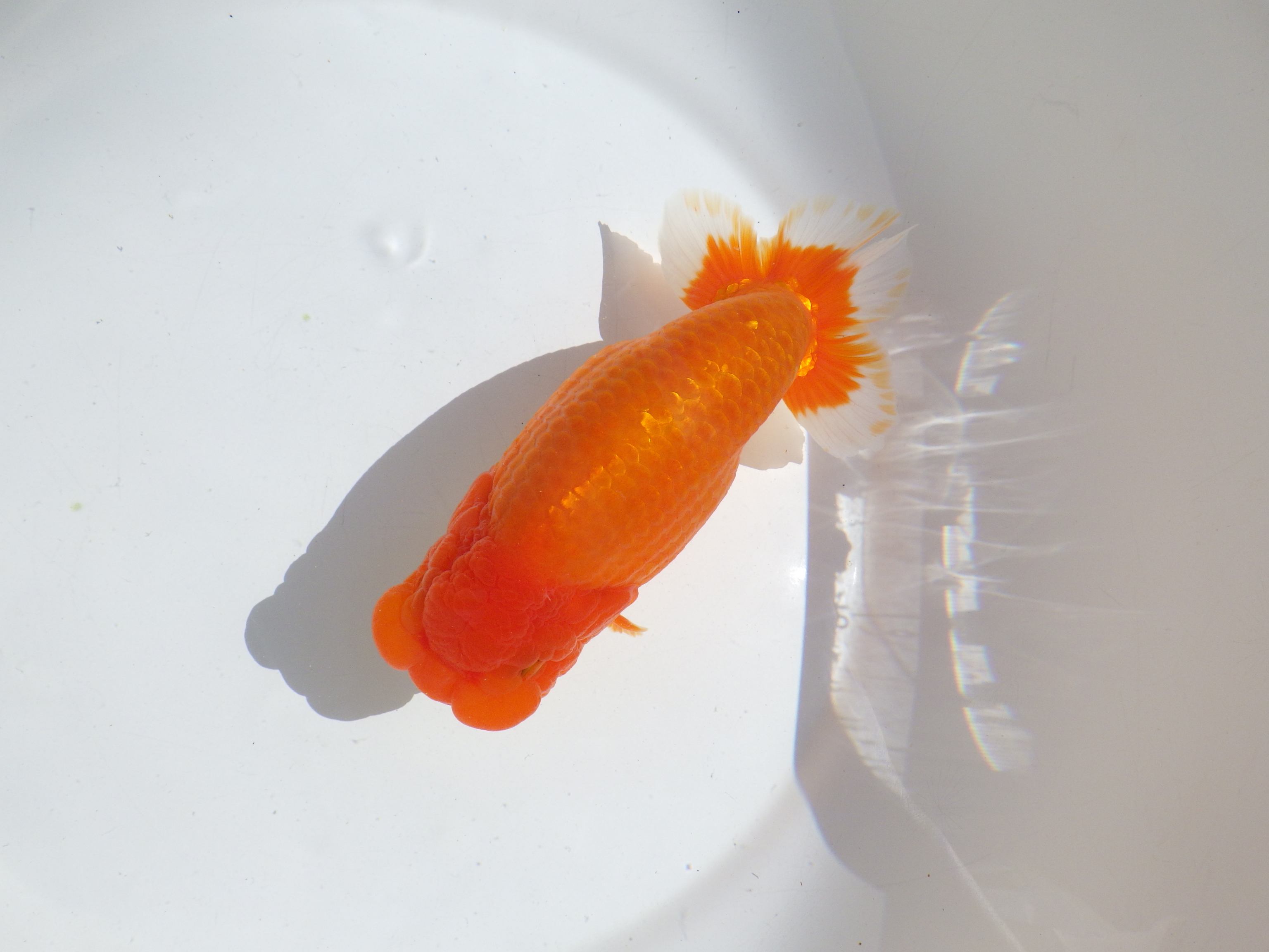 【岡山村上暢彦氏】雰囲気抜群！！明け二歳らんちゅう約17㎝ メス？