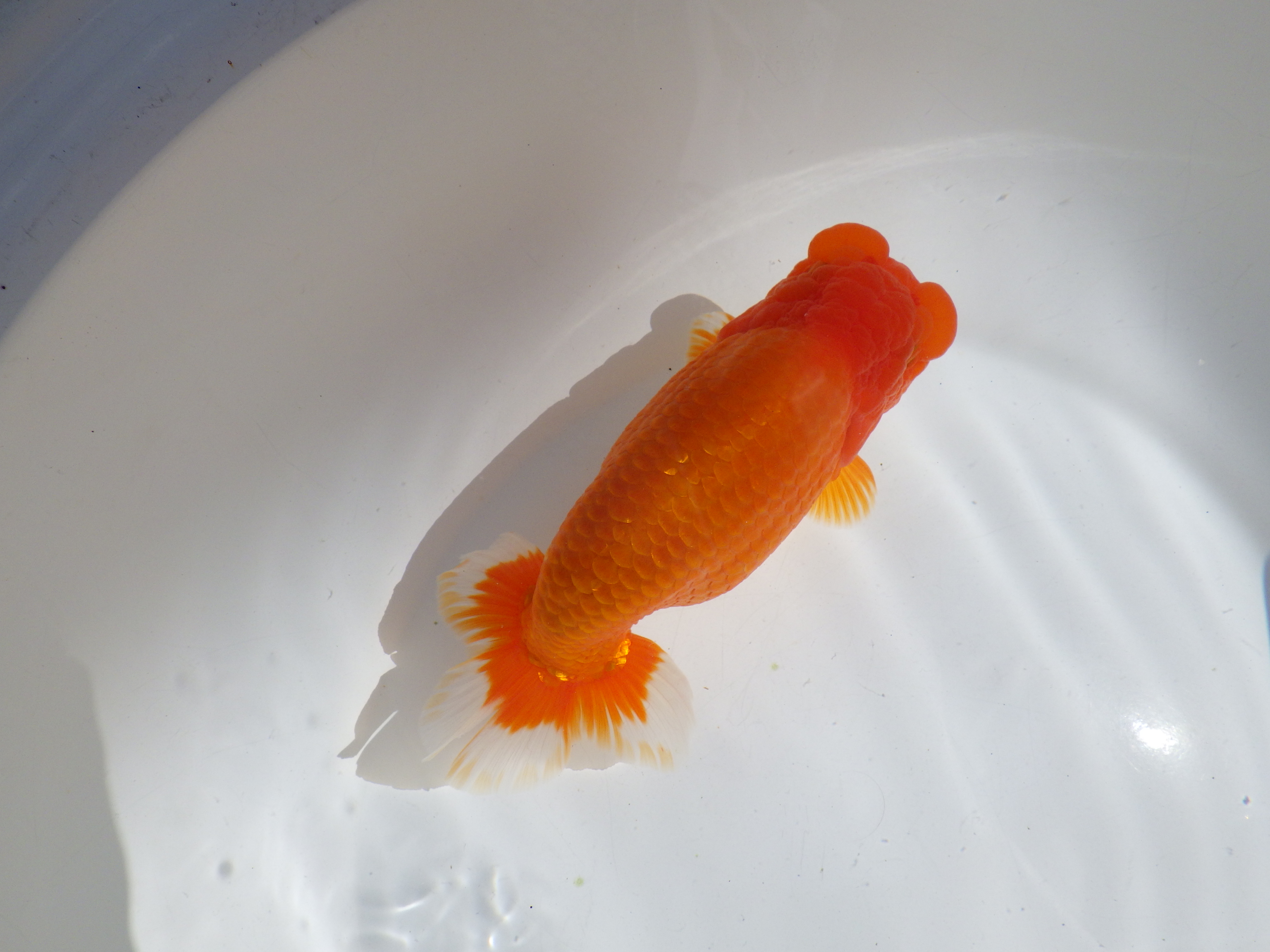 【岡山村上暢彦氏】雰囲気抜群！！明け二歳らんちゅう約17㎝ メス？