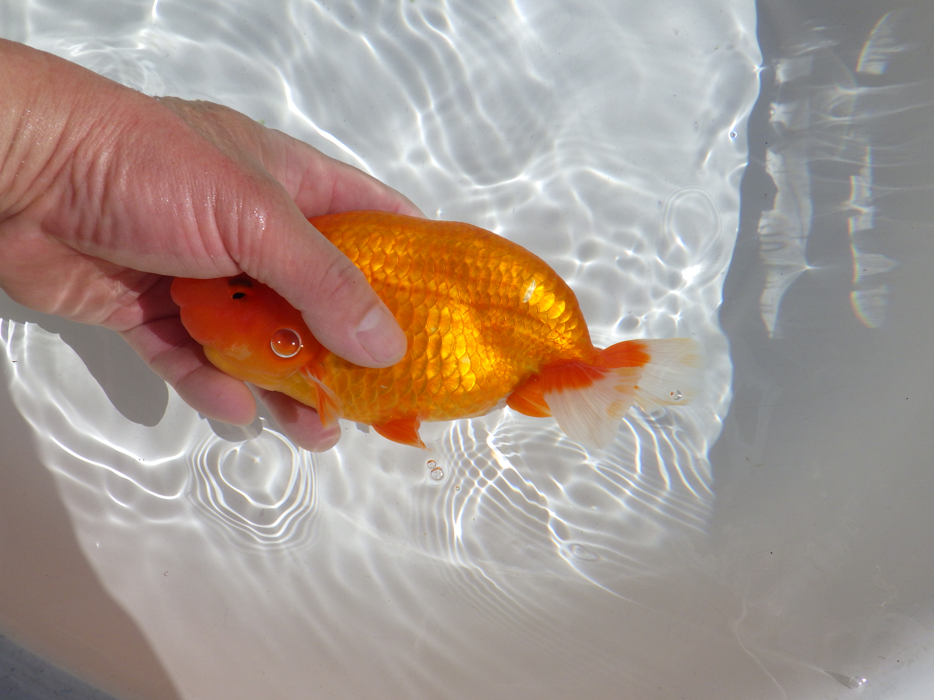 【岡山村上暢彦氏】雰囲気抜群！！明け二歳らんちゅう約17㎝ メス？