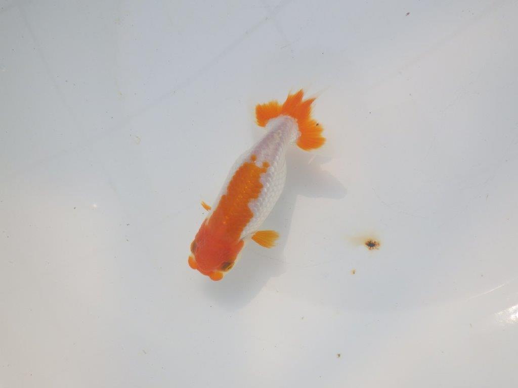 【愛知超優良系統 】頭良し柄良しの明け二歳らんちゅう約12cm メス？