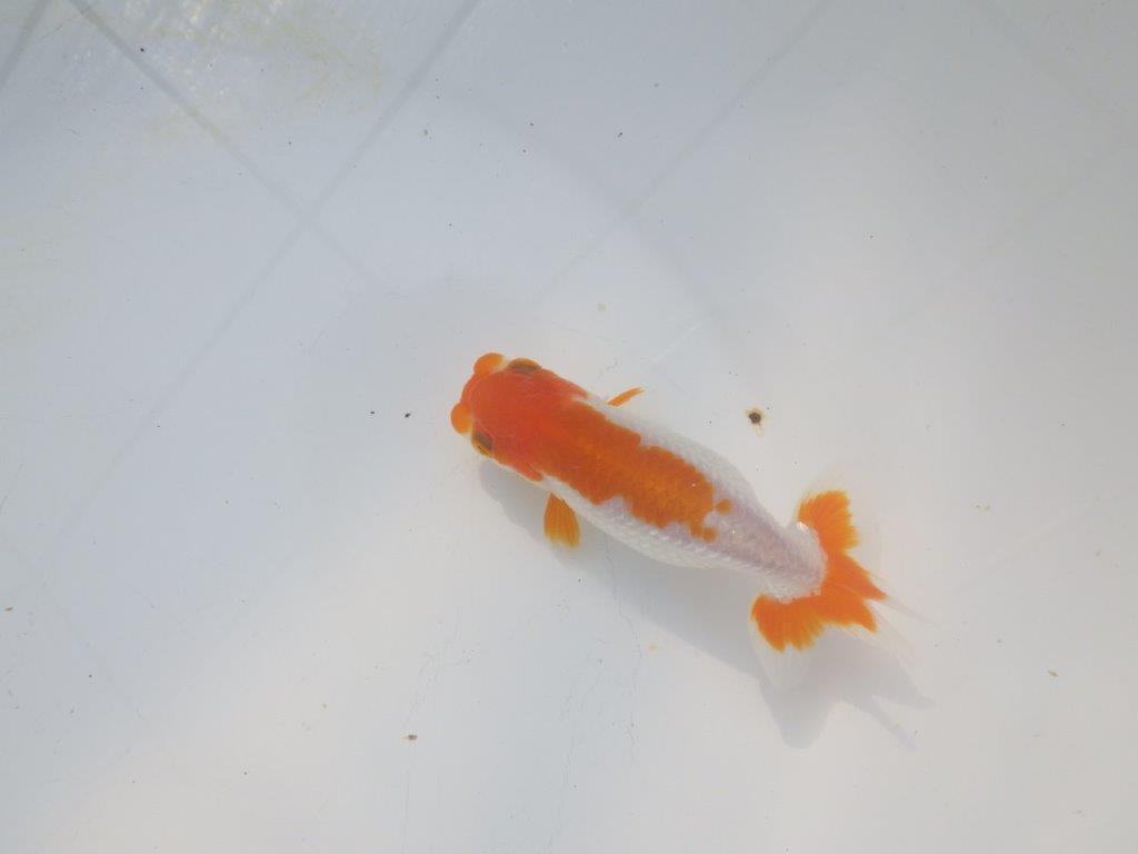 【愛知超優良系統 】頭良し柄良しの明け二歳らんちゅう約12cm メス？