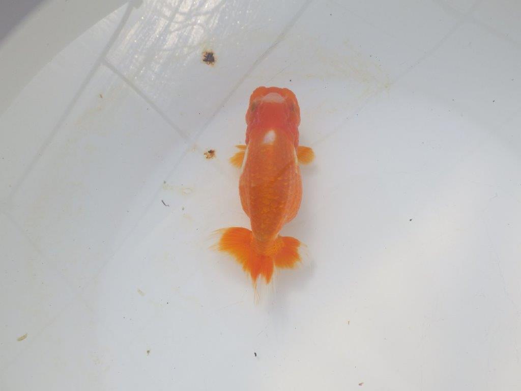 【愛知超優良系統 】尾張りが良く上見もお勧め明け二歳らんちゅう約12cm メス？