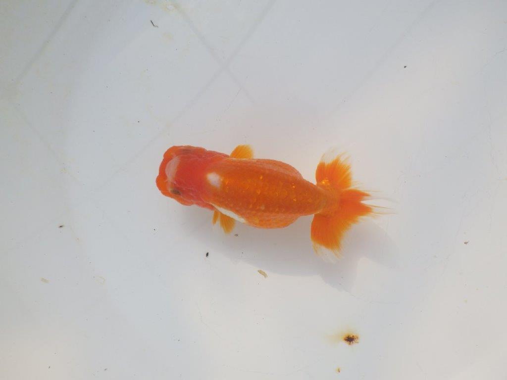 【愛知超優良系統 】尾張りが良く上見もお勧め明け二歳らんちゅう約12cm メス？