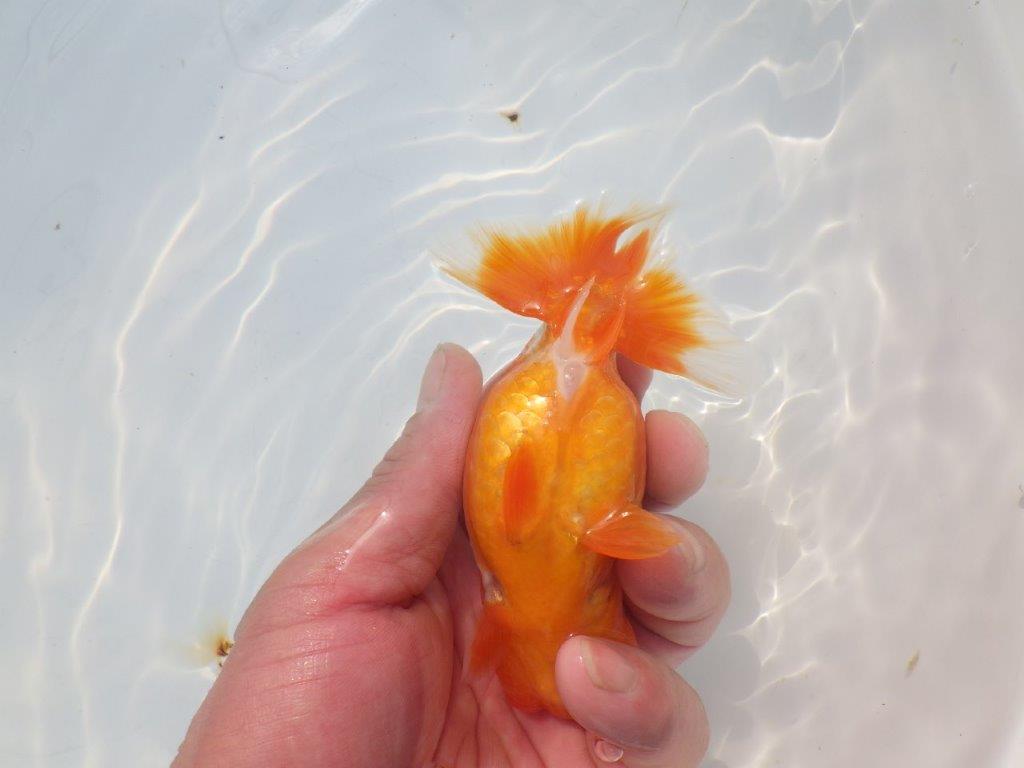 【愛知超優良系統 】尾張りが良く上見もお勧め明け二歳らんちゅう約12cm メス？