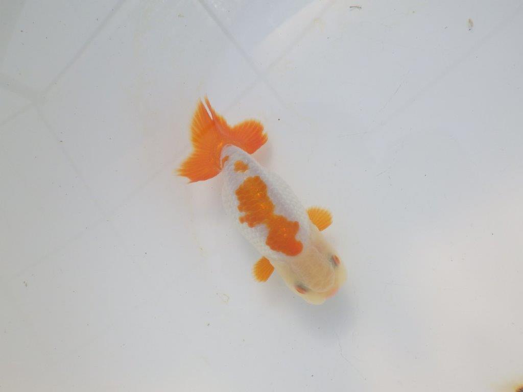 【愛知超優良系統 】美しい配色・柄の明け二歳らんちゅう約11cm メス？