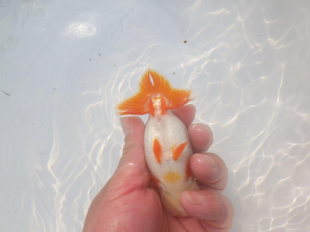 【愛知超優良系統 】美しい配色・柄の明け二歳らんちゅう約11cm メス？