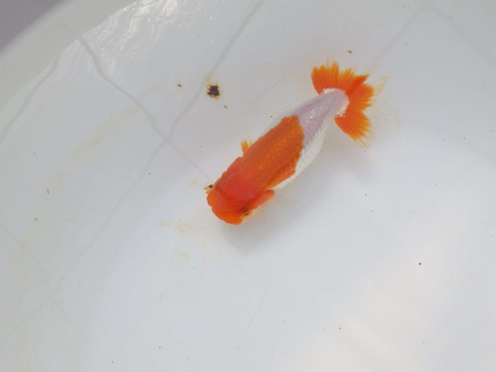 【愛知超優良系統 】メリハリのある綺麗な更紗明け二歳らんちゅう約12cm メス?