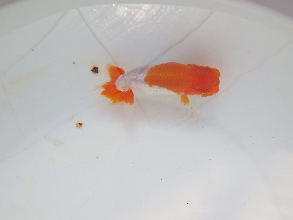 【愛知超優良系統 】メリハリのある綺麗な更紗明け二歳らんちゅう約12cm メス?