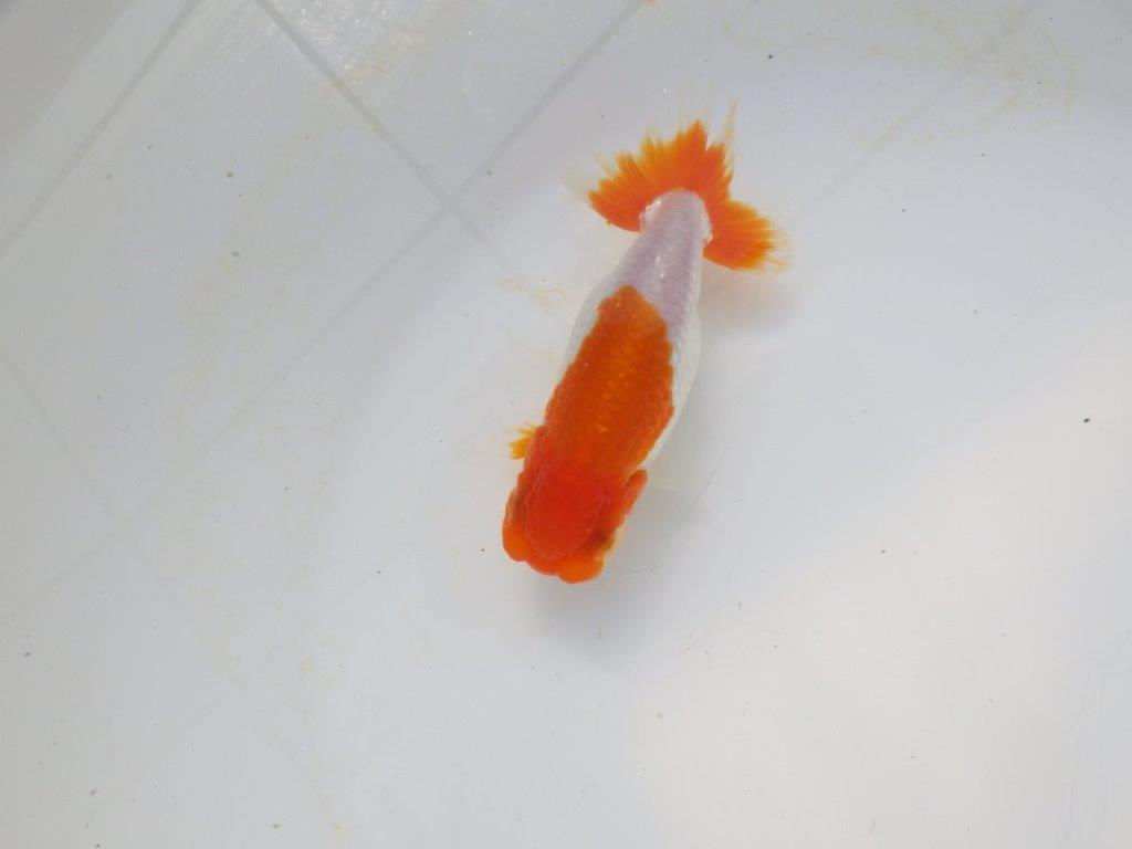 【愛知超優良系統 】メリハリのある綺麗な更紗明け二歳らんちゅう約12cm メス？の上身