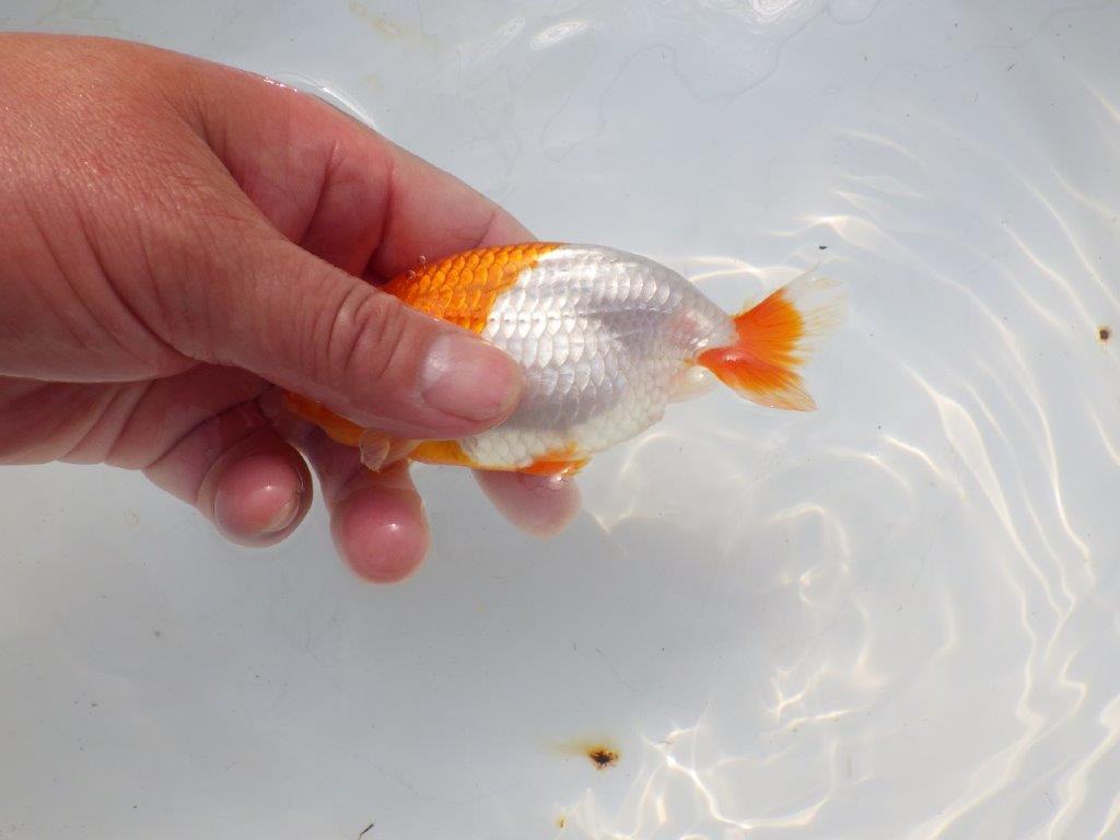 【愛知超優良系統 】メリハリのある綺麗な更紗明け二歳らんちゅう約12cm メス?