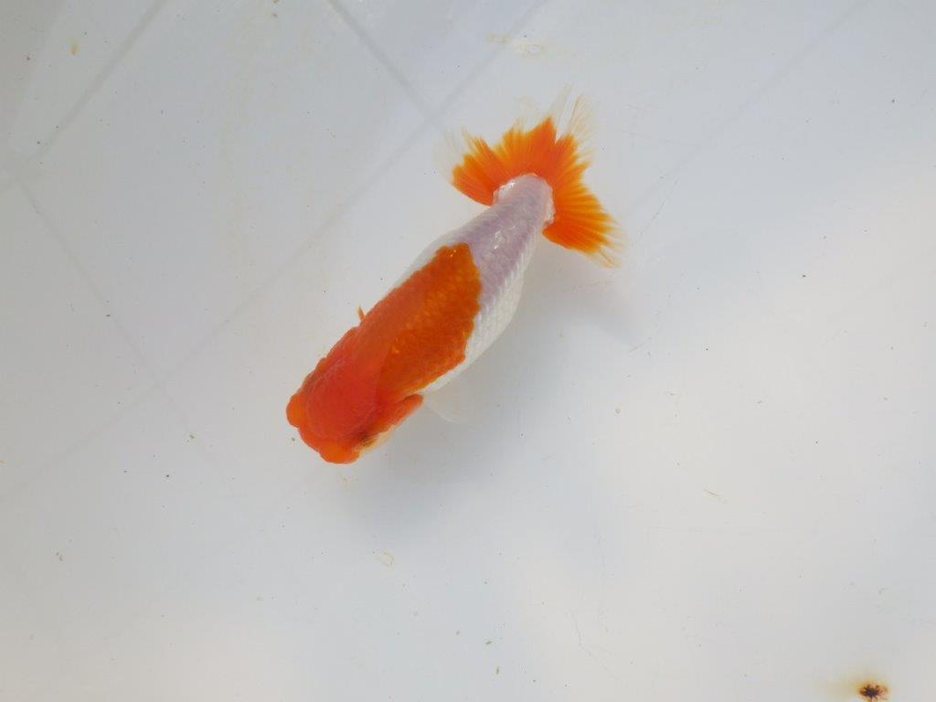 【愛知超優良系統 】メリハリのある綺麗な更紗明け二歳らんちゅう約12cm メス?