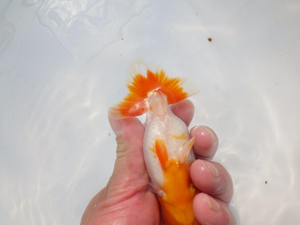 【愛知超優良系統 】メリハリのある綺麗な更紗明け二歳らんちゅう約12cm メス?