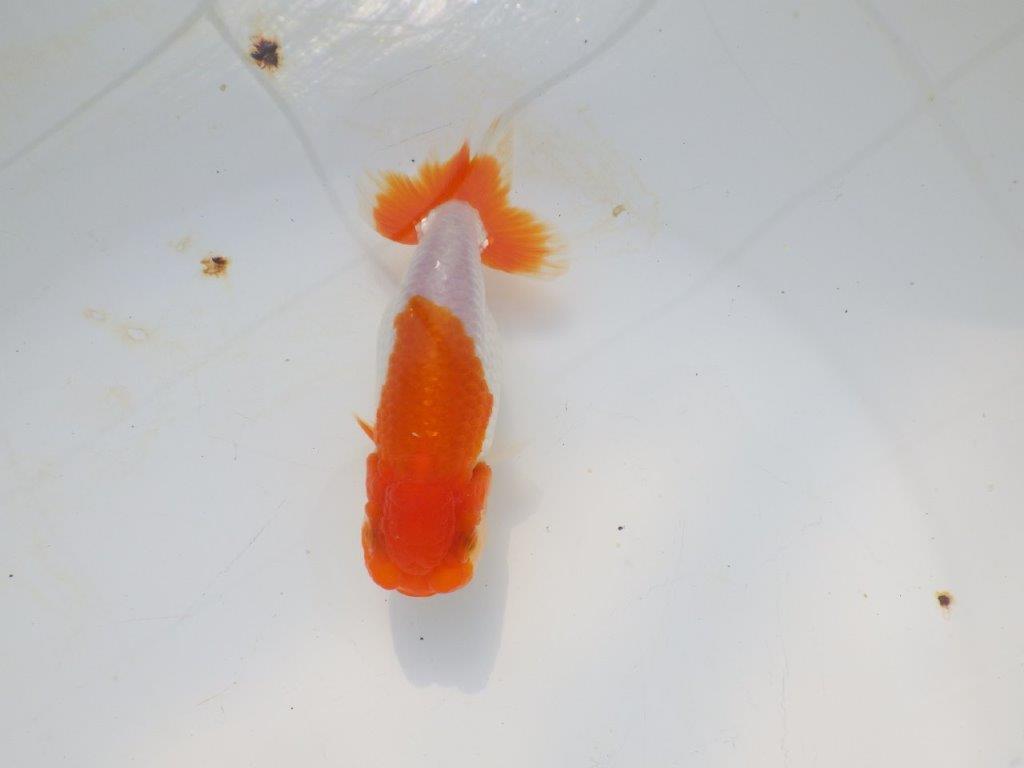 【愛知超優良系統 】メリハリのある綺麗な更紗明け二歳らんちゅう約12cm メス?