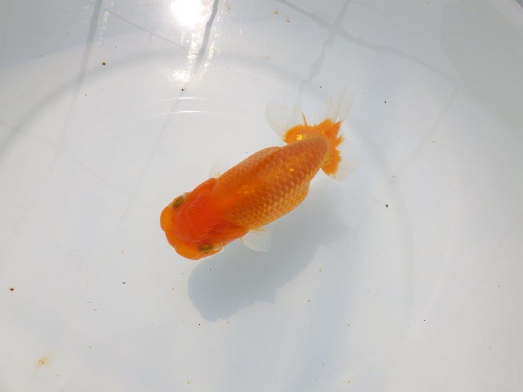 【愛知超優良系統 】背のラインが美しく水槽映え明け二歳らんちゅう約13cm メス