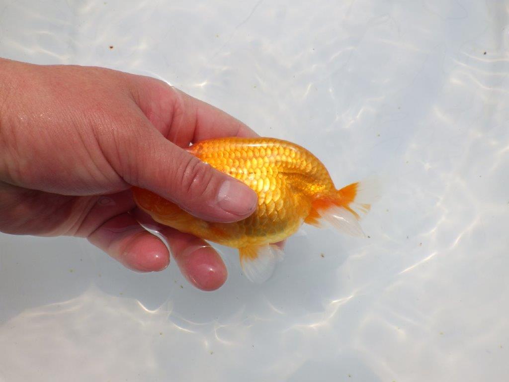 【愛知超優良系統 】背のラインが美しく水槽映え明け二歳らんちゅう約13cm メス