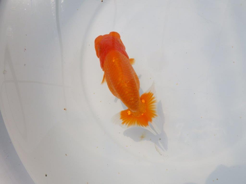 【愛知超優良系統 】頭、尾張りの良い明け二歳らんちゅう約13cm