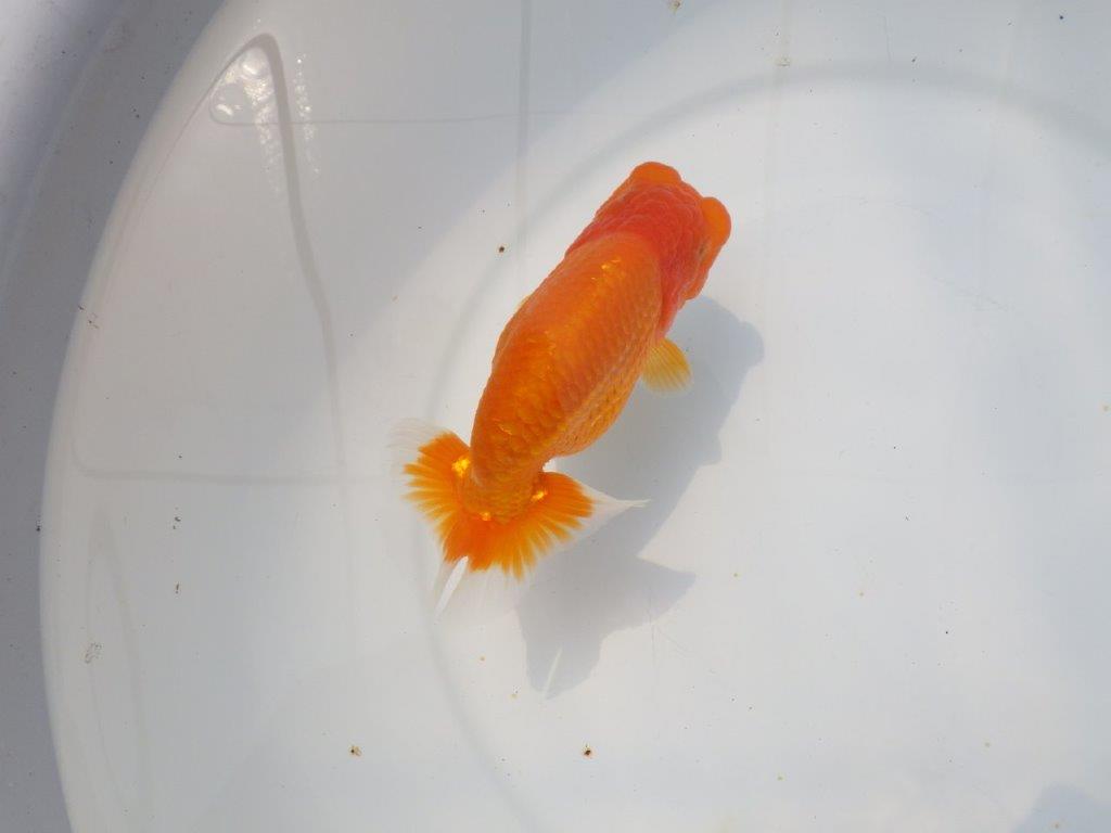 【愛知超優良系統 】頭、尾張りの良い明け二歳らんちゅう約13cm