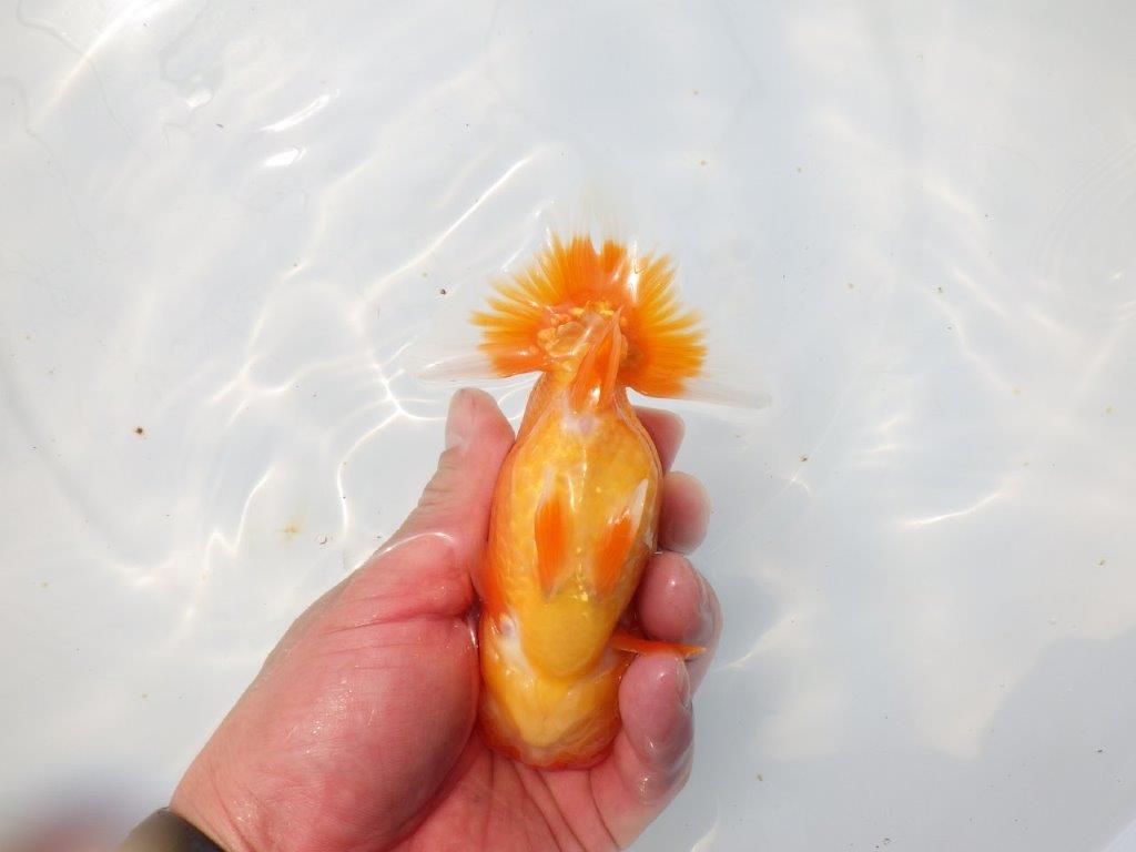 【愛知超優良系統 】頭、尾張りの良い明け二歳らんちゅう約13cm