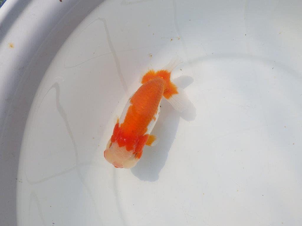 【愛知超優良系統 】桜尾・綺麗な更紗明け二歳らんちゅう約14cm メス？