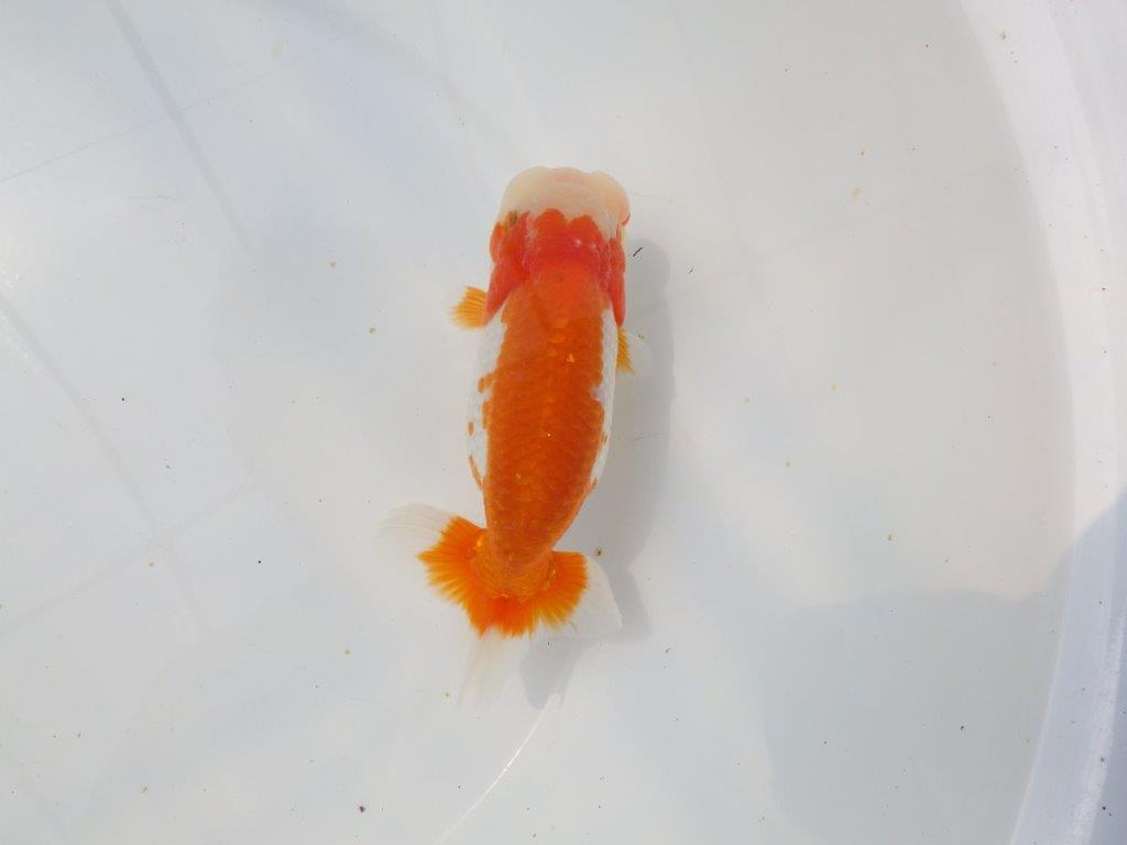 【愛知超優良系統 】桜尾・綺麗な更紗明け二歳らんちゅう約14cm メス？