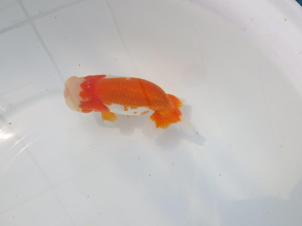 【愛知超優良系統 】桜尾・綺麗な更紗明け二歳らんちゅう約14cm メス？