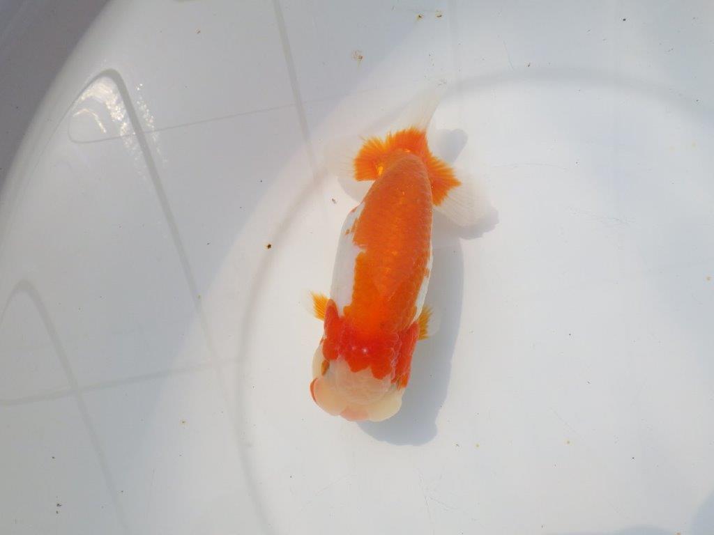 【愛知超優良系統 】桜尾・綺麗な更紗明け二歳らんちゅう約14cm メス？