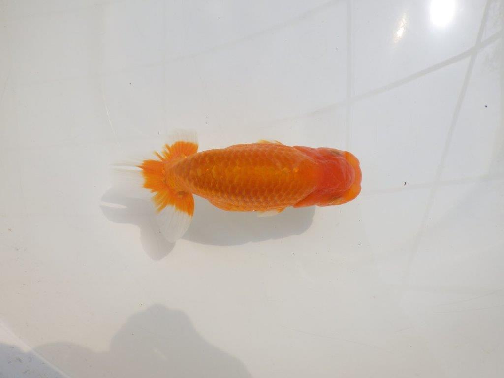 【愛知超優良系統 】尾型が良く上見もお勧め明け二歳らんちゅう約13,5cm オス？