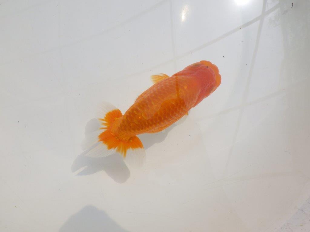 【愛知超優良系統 】尾型が良く上見もお勧め明け二歳らんちゅう約13,5cm オス？