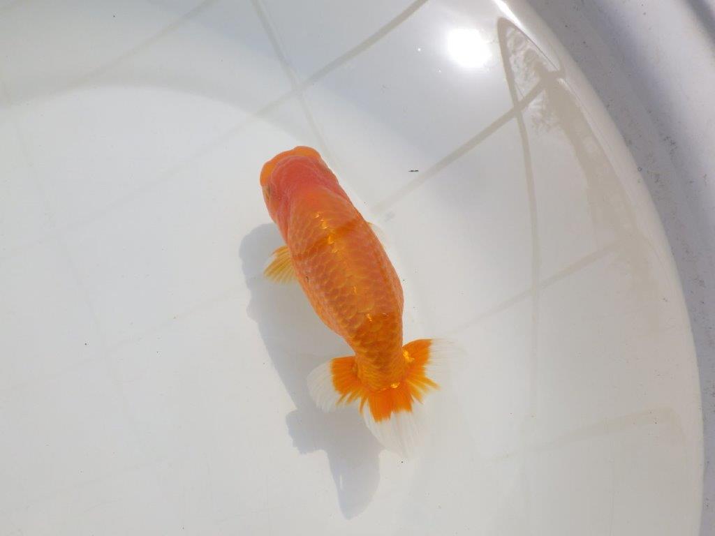 【愛知超優良系統 】尾型が良く上見もお勧め明け二歳らんちゅう約13,5cm オス？