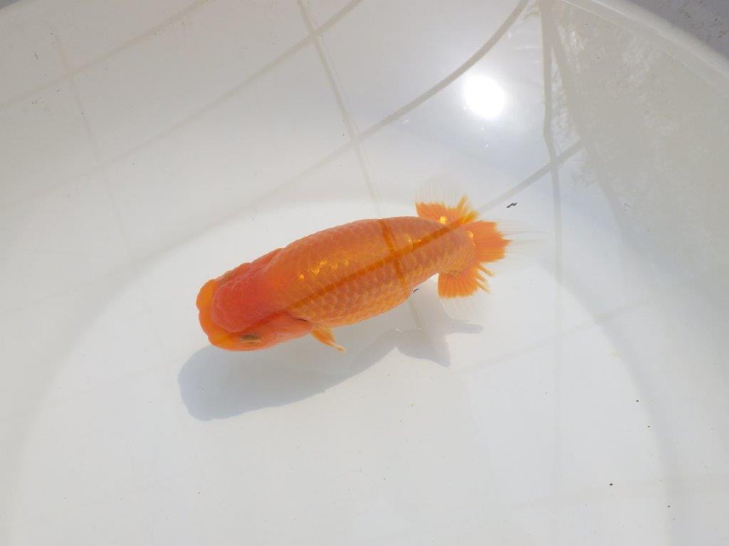 【愛知超優良系統 】尾型が良く上見もお勧め明け二歳らんちゅう約13,5cm オス？