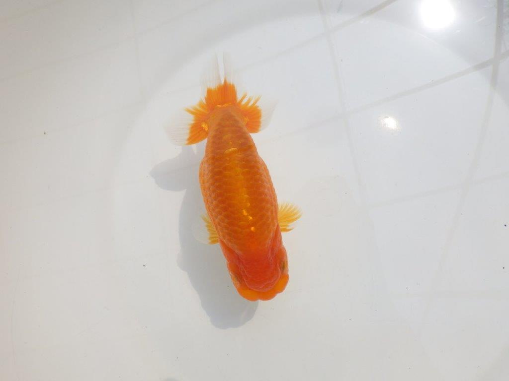 【愛知超優良系統 】尾型が良く上見もお勧め明け二歳らんちゅう約13,5cm オス？の上身