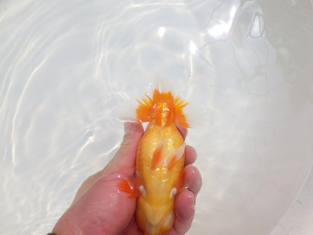 【愛知超優良系統 】尾型が良く上見もお勧め明け二歳らんちゅう約13,5cm オス？