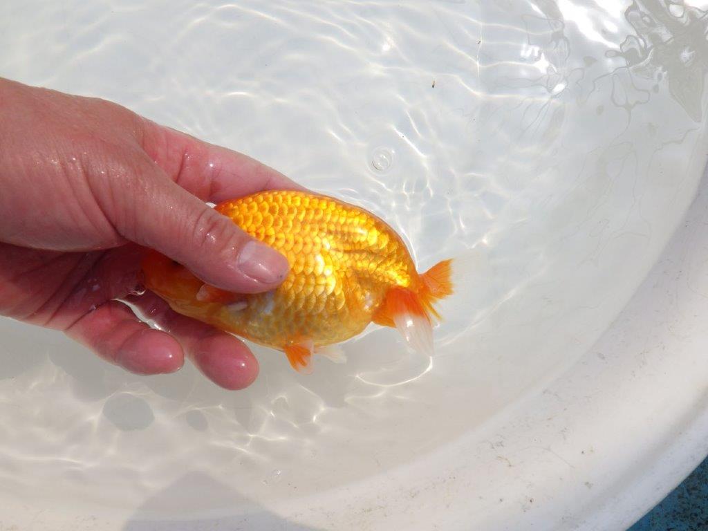 【愛知超優良系統 】尾型が良く上見もお勧め明け二歳らんちゅう約13,5cm オス？