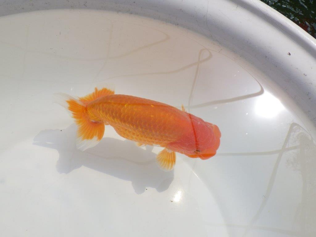 【愛知超優良系統 】尾型が良く飼い込みお勧め明け二歳らんちゅう約15cm オス？の上身