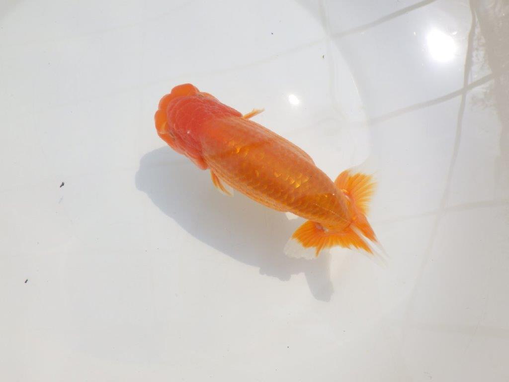 【愛知超優良系統 】尾型が良く飼い込みお勧め明け二歳らんちゅう約15cm オス?