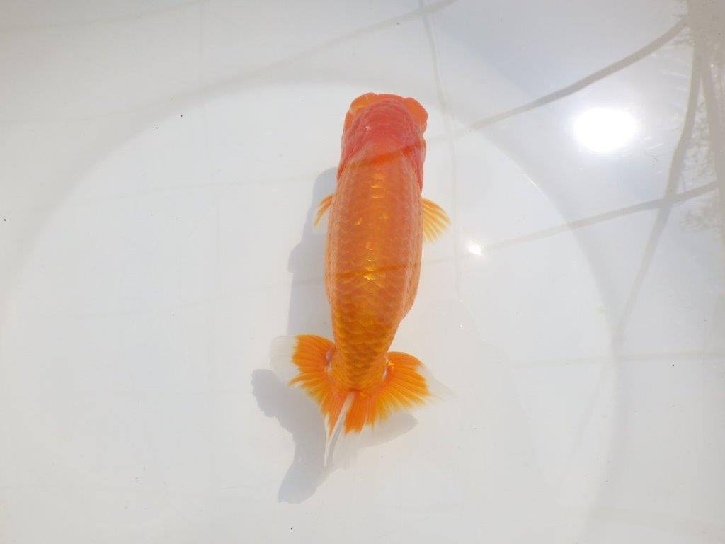 【愛知超優良系統 】尾型が良く飼い込みお勧め明け二歳らんちゅう約15cm オス?