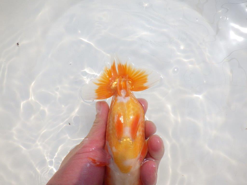 【愛知超優良系統 】尾型が良く飼い込みお勧め明け二歳らんちゅう約15cm オス?