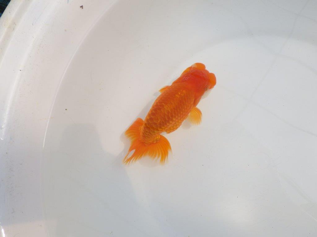 【全国大会東大関獲得系統 】頭・尾構えが良く種にも! 明け二歳らんちゅう 約14,5㎝ オス