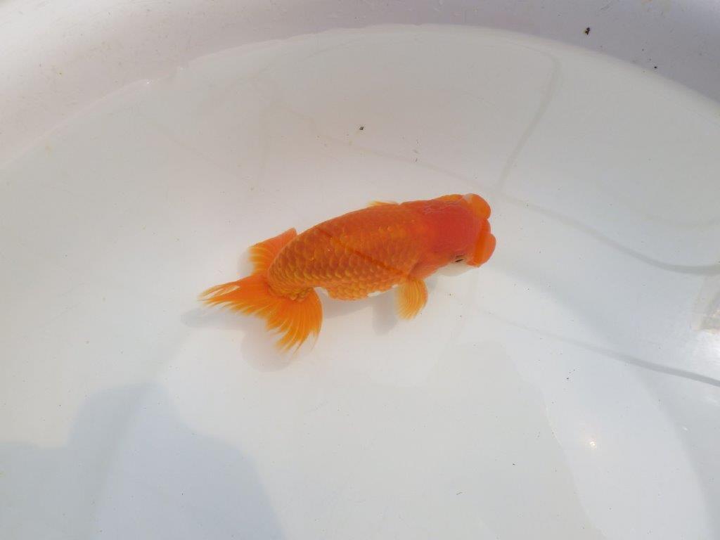 【全国大会東大関獲得系統 】頭・尾構えが良く種にも! 明け二歳らんちゅう 約14,5㎝ オス