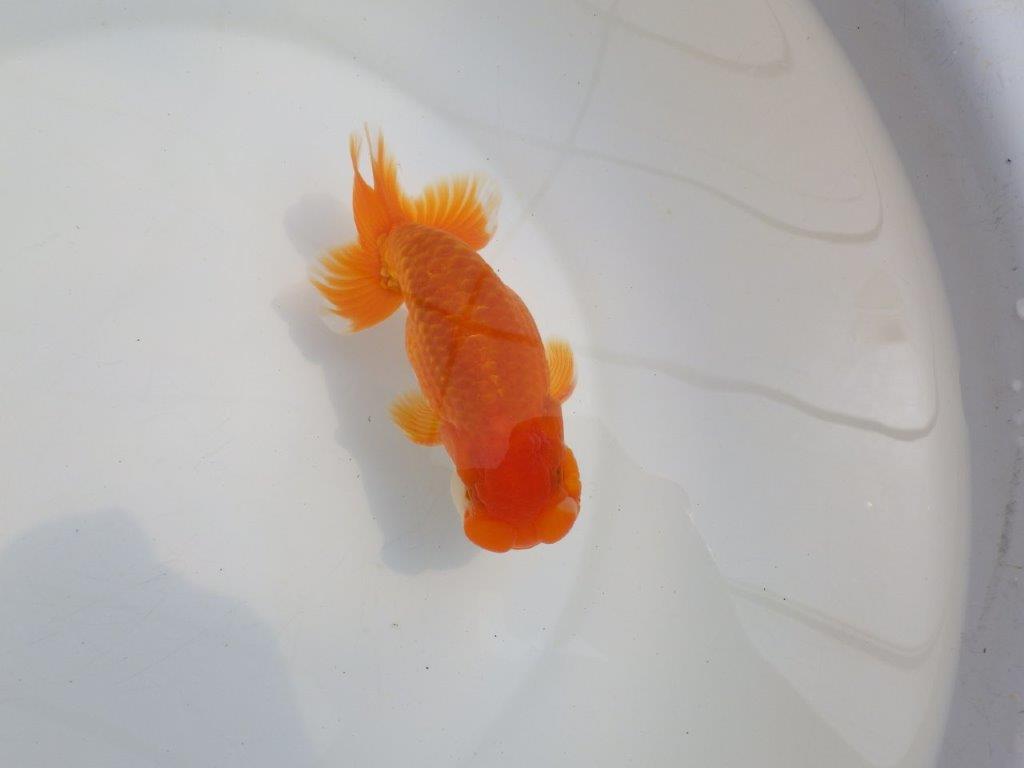 【全国大会東大関獲得系統 】頭・尾構えが良く種にも! 明け二歳らんちゅう 約14,5㎝ オス