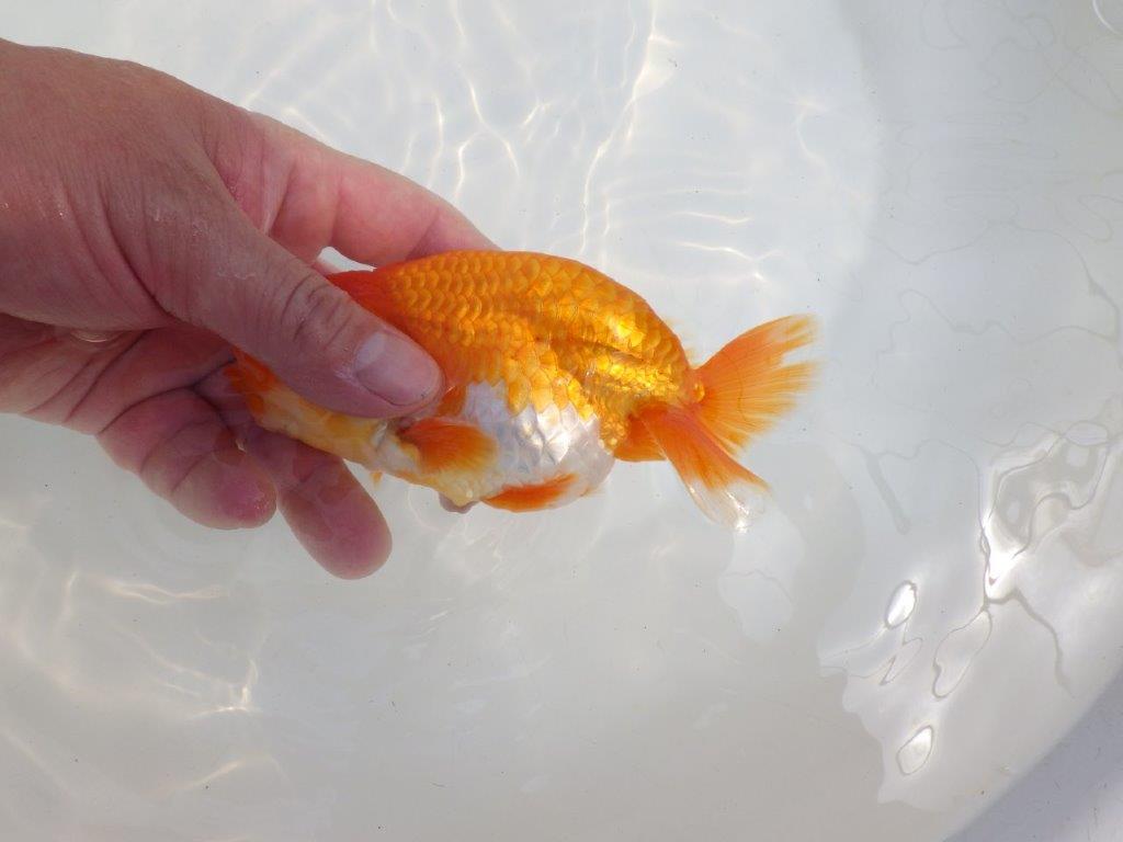 【全国大会東大関獲得系統 】頭・尾構えが良く種にも! 明け二歳らんちゅう 約14,5㎝ オス