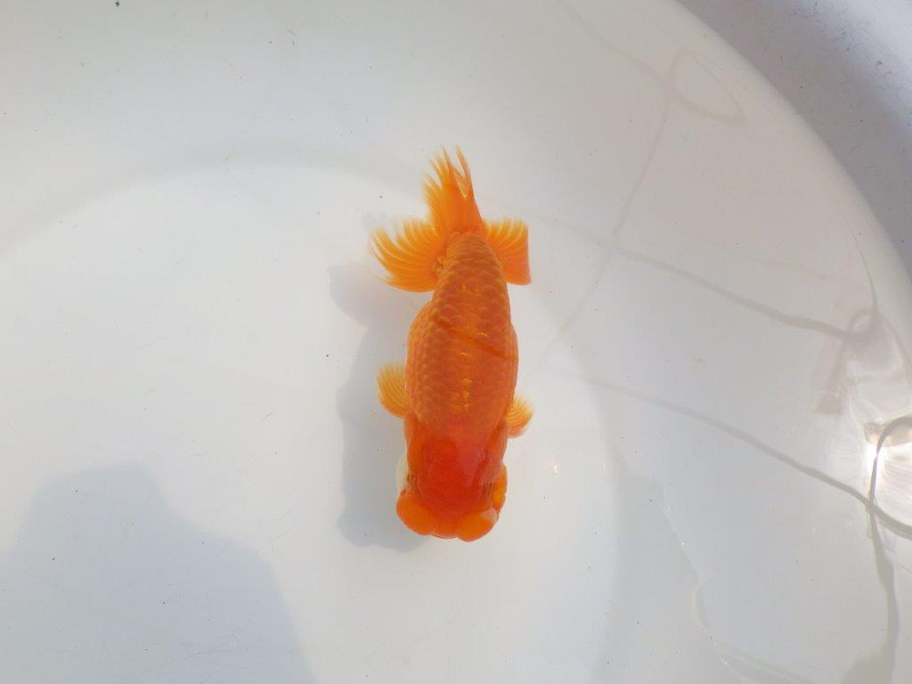 【全国大会東大関獲得系統 】頭・尾構えが良く種にも! 明け二歳らんちゅう 約14,5㎝ オス