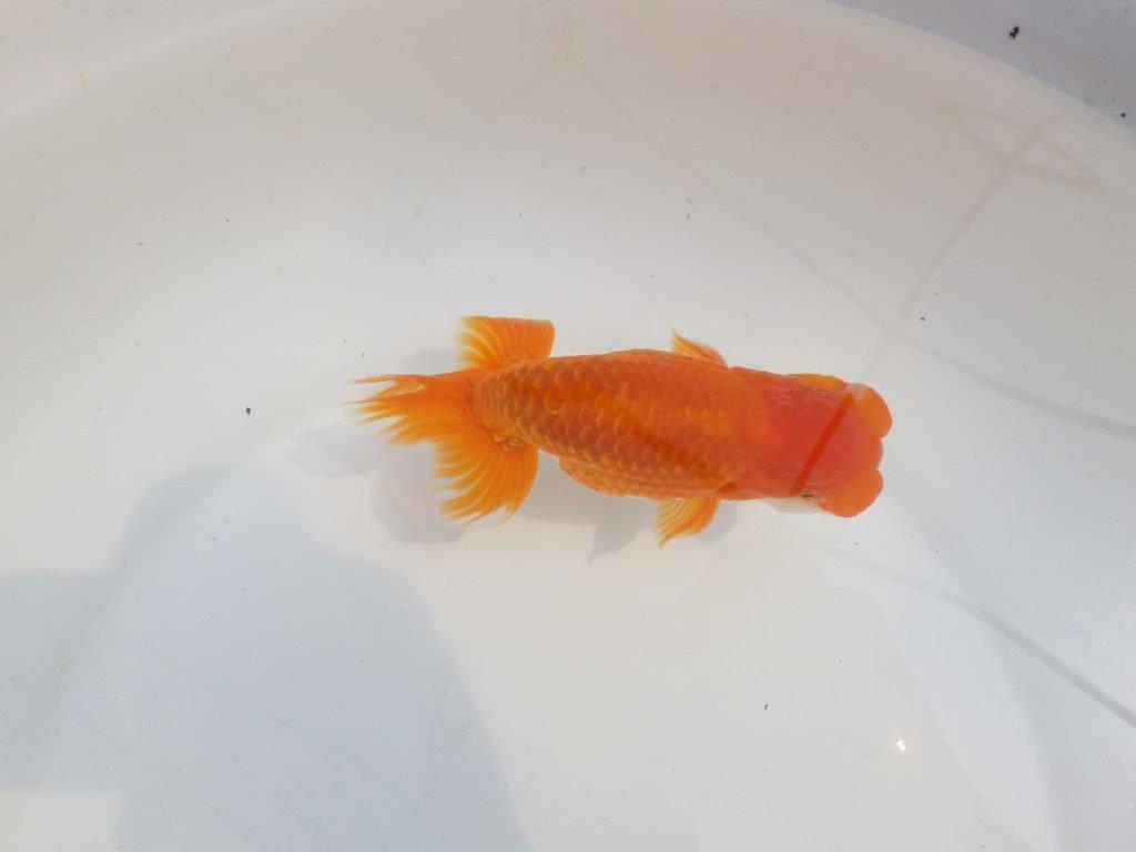 【全国大会東大関獲得系統 】頭・尾構えが良く種にも! 明け二歳らんちゅう 約14,5㎝ オス