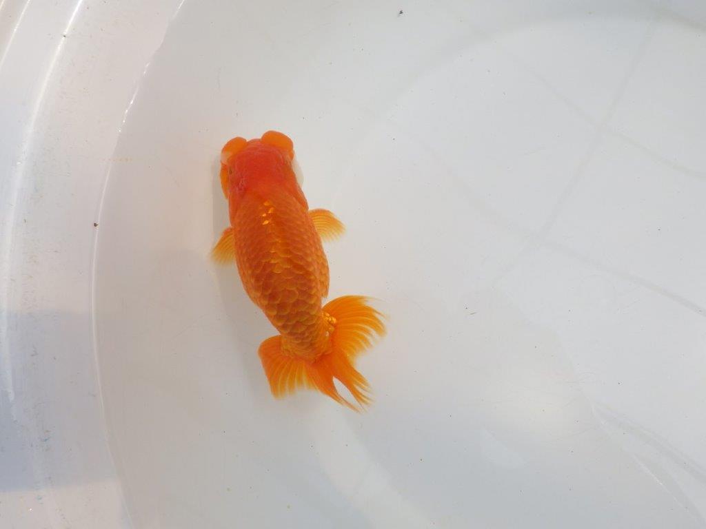 【全国大会東大関獲得系統 】頭・尾構えが良く種にも! 明け二歳らんちゅう 約14,5㎝ オス