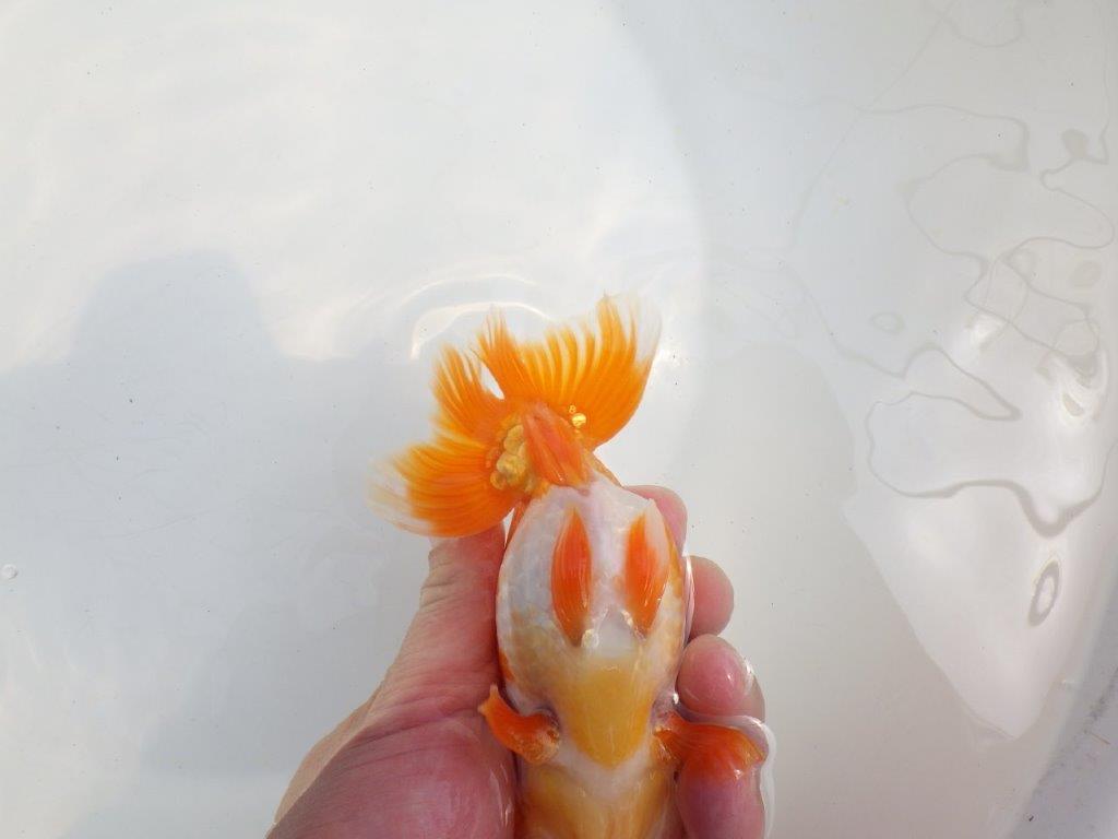 【全国大会東大関獲得系統 】頭・尾構えが良く種にも! 明け二歳らんちゅう 約14,5㎝ オス