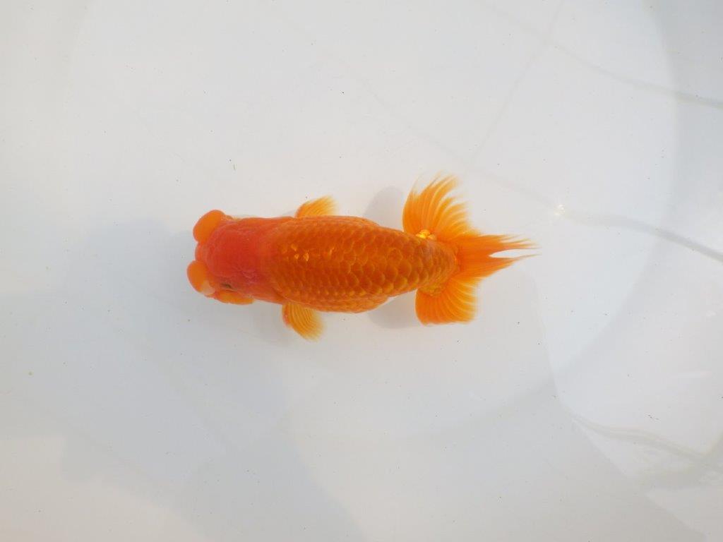 【全国大会東大関獲得系統 】頭・尾構えが良く種にも！ 明け二歳らんちゅう 約14,5㎝  オスの上身