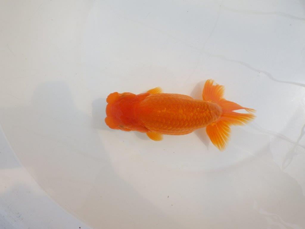 【全国大会東大関獲得系統 】雰囲気が良く親まで飼い込み！ 明け二歳らんちゅう 約16,5㎝  メス？